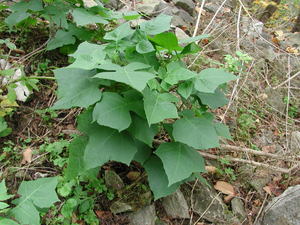 Photo By: Stephen M. Young. Photo taken: Niagara County, NY on 12 October 2003